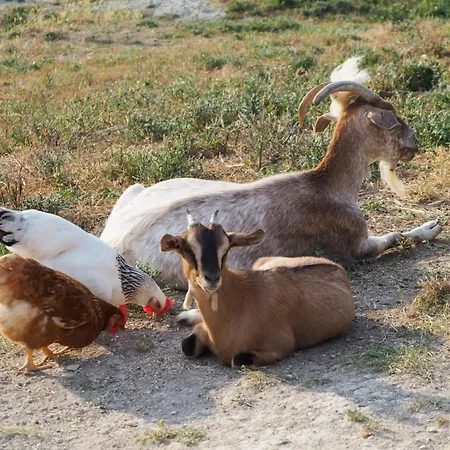 Il Castellaro * Sassoferrato