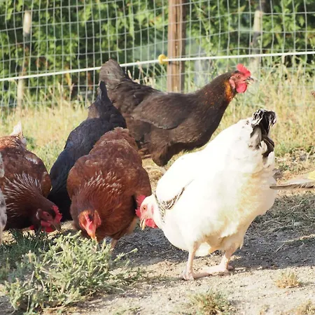 Il Castellaro Sassoferrato