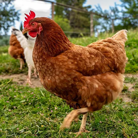 Il Castellaro Sassoferrato